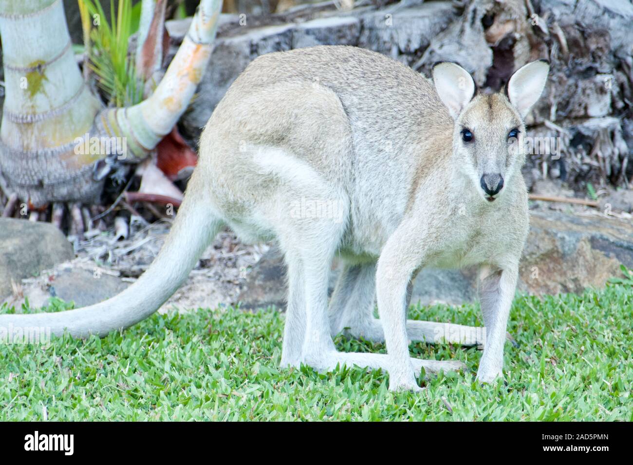 Kangaroo is the world`s largest marsupial, and the only biped in the group Stock Photo